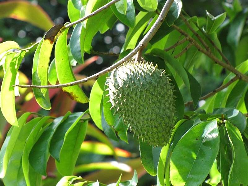 করসল পাতায় ক্যান্সার নিরাময়ের দাবি